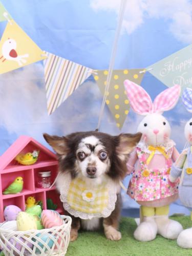 20240310チョコちゃん